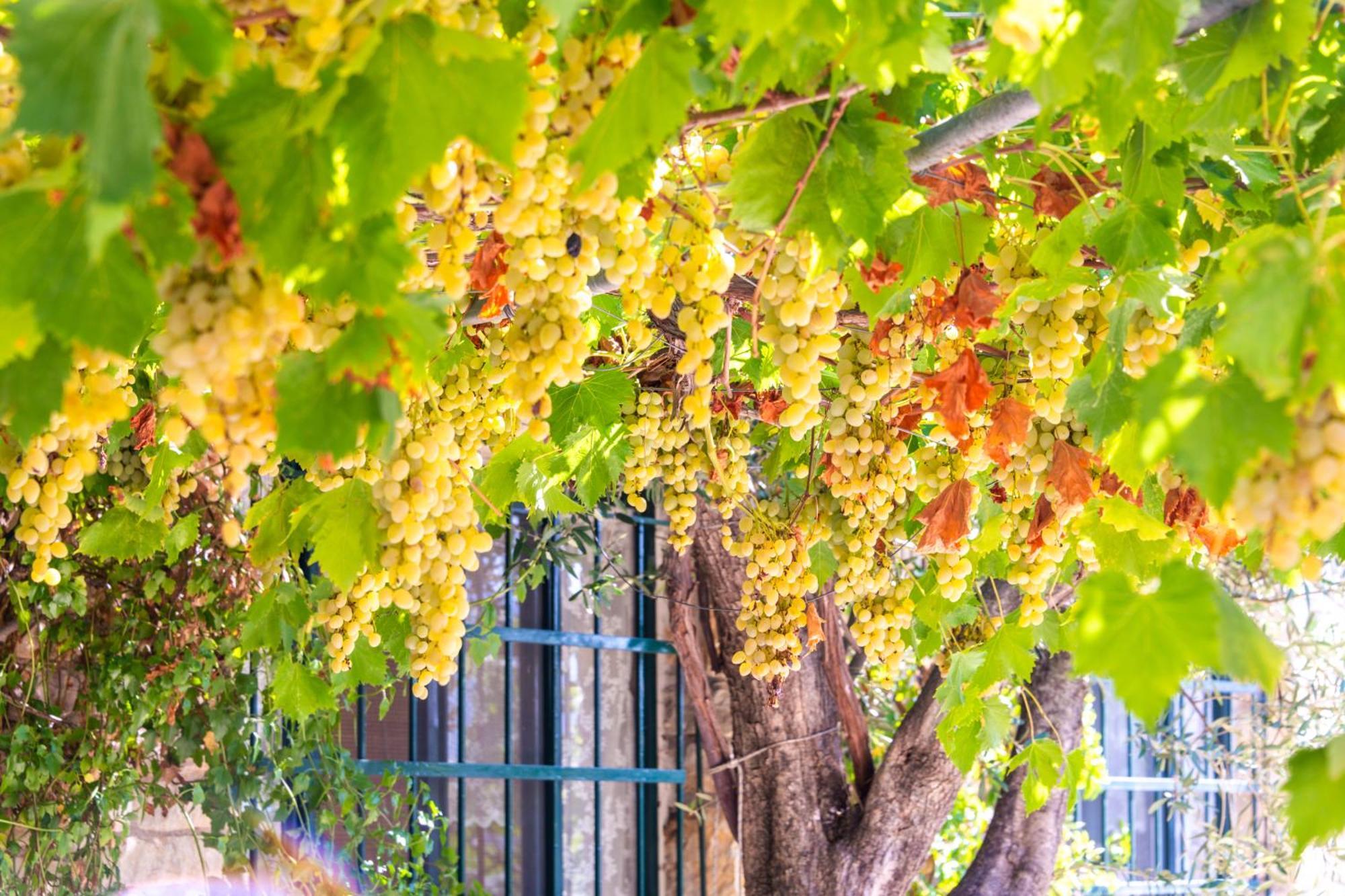 Liodentro - Olea Villa ปลาตาเรีย ภายนอก รูปภาพ